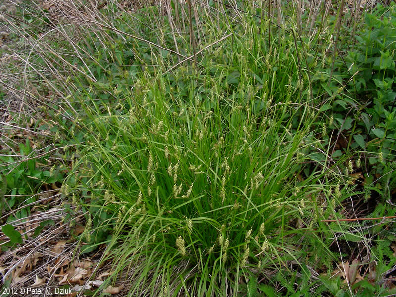Carex sprengelii