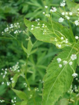 Cryptotaenia canadensis - Canada Honewort