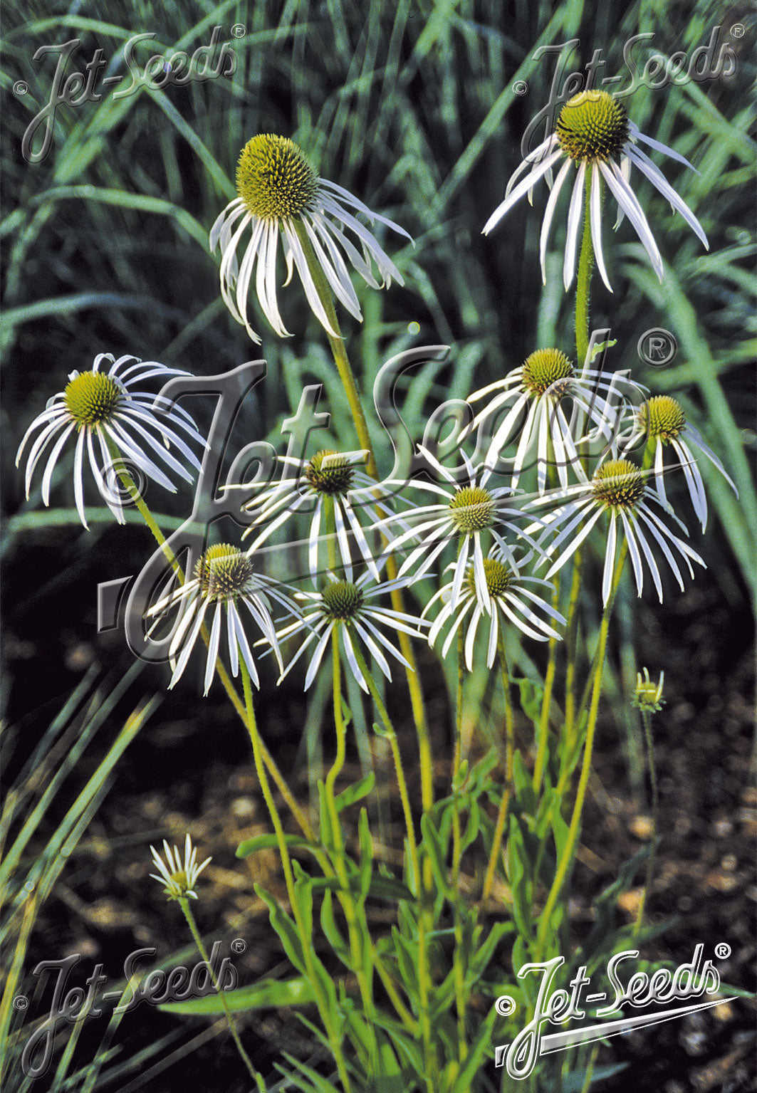 Echinacea pallida 'Hula Dancer'
