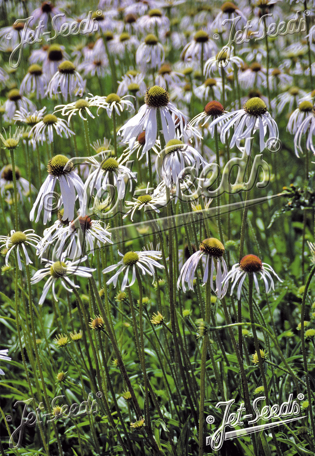 growing echinacea pallida from seed Echinacea pallida 'Hula Dancer'