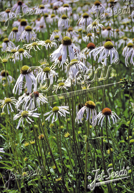 Echinacea pallida 'Hula Dancer' - Pale Purple Coneflower cultivar