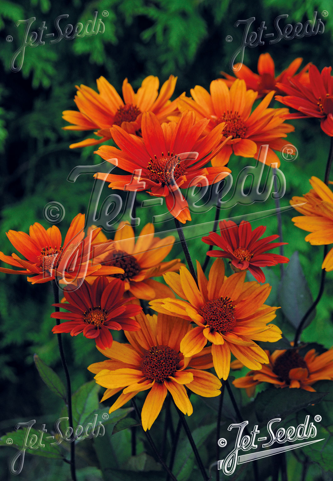 Heliopsis helianthoides var. scabra 'Bleeding Hearts' - Western Ox-eye cultivar