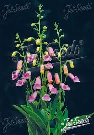 Digitalis thapsi 'Spanish Peaks' - Mullein Foxglove cultivar