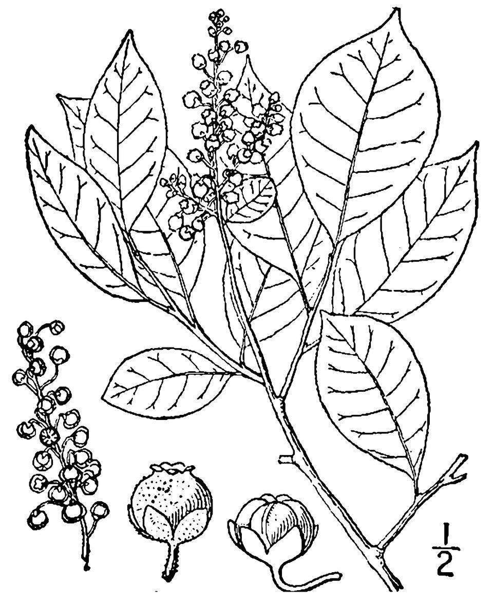 Lyonia ligustrina - Maleberry