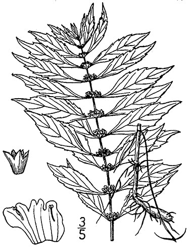 Lycopus uniflorus - Northern Water Horehound