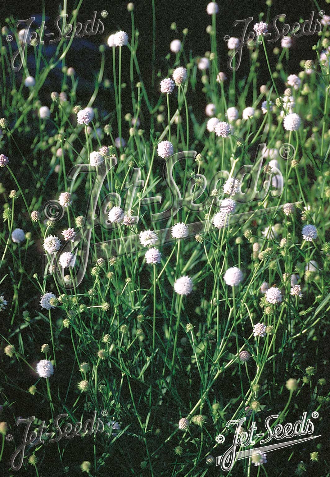 Succisella inflexa 'Frosted Pearls' - White Devil's Bit Scabious