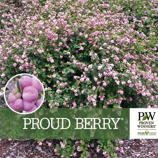 Symphoricarpos orbiculatus 'Proud Berry'