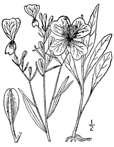 Oenothera fruticosa