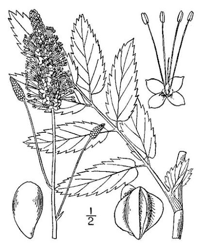Sanguisorba canadensis - Canada Burnet
