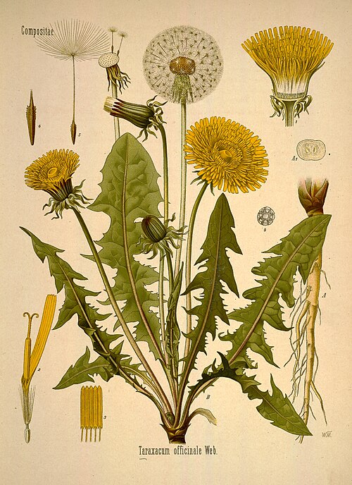 Thoughts on Medicinal Plants in Maine
