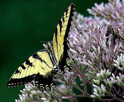 A Tiger Swallowtail Butterfly on a Maine Native Joe Pye Weed