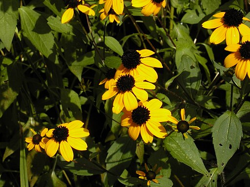 The Summer Garden
