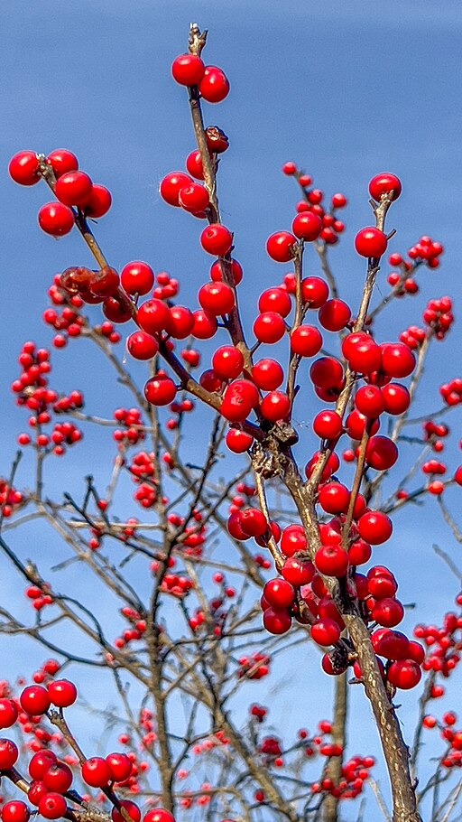Shrubs and Trees