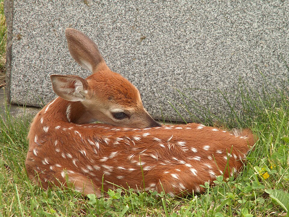 Deer Resistant