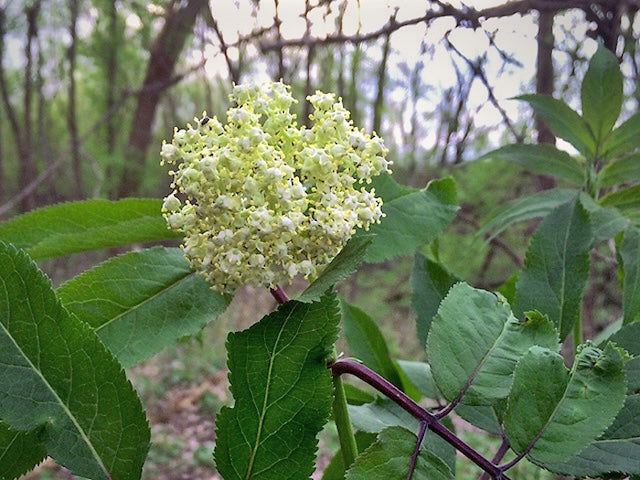 Edible Plants