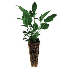 Landscape Plugs for bulk discount