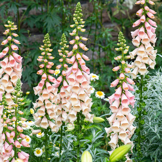 Digitalis purpurea 'Dalmation Peach'