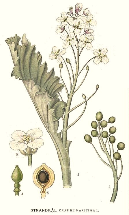 Crambe marítima