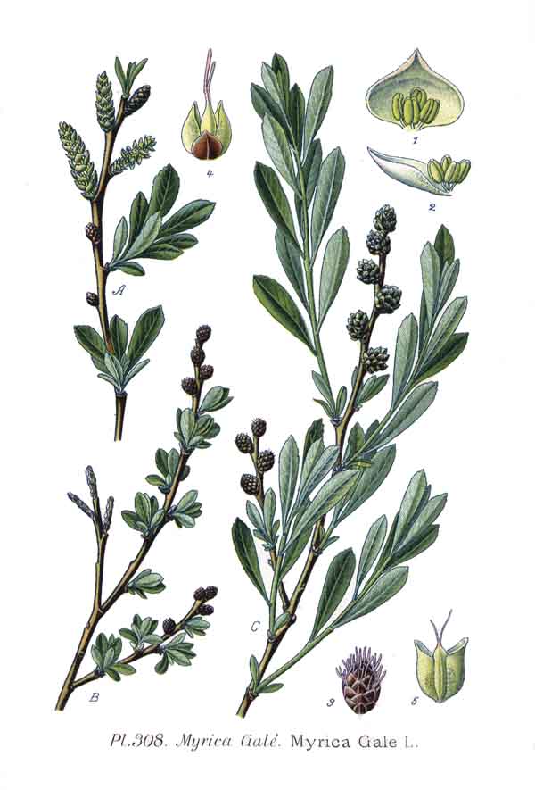 Myrica gale - Sweetgale