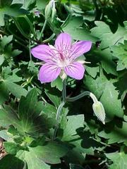 Geranium wlassovianum - Wlassov's Cranesbill