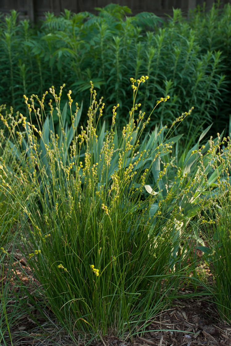 Carex sprengelii