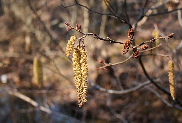 Alnus serrulata - Smooth Alder