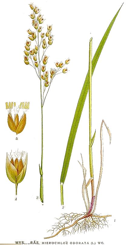 Anthoxanthum nitens