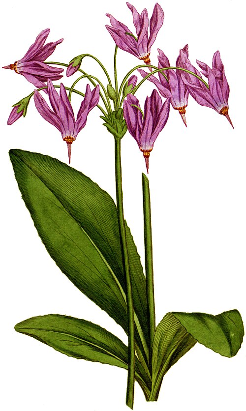 Dodecatheon meadia - Shooting Star