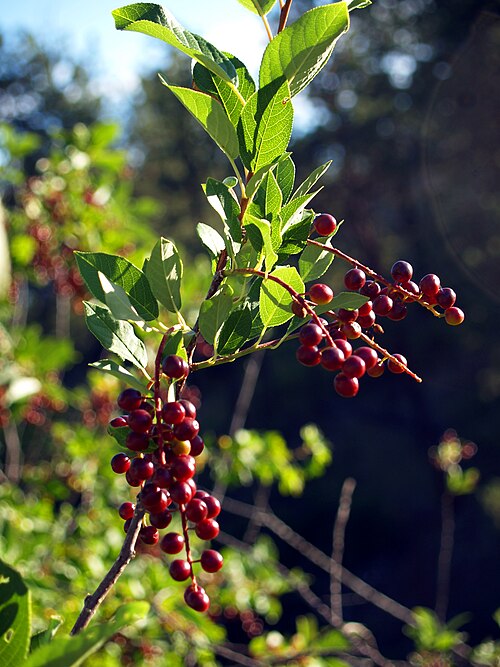 Prunus virginiana - Chokecherry