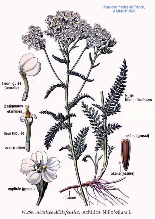 Achillea millefolium Tutti Frutti 'Pomegranate'