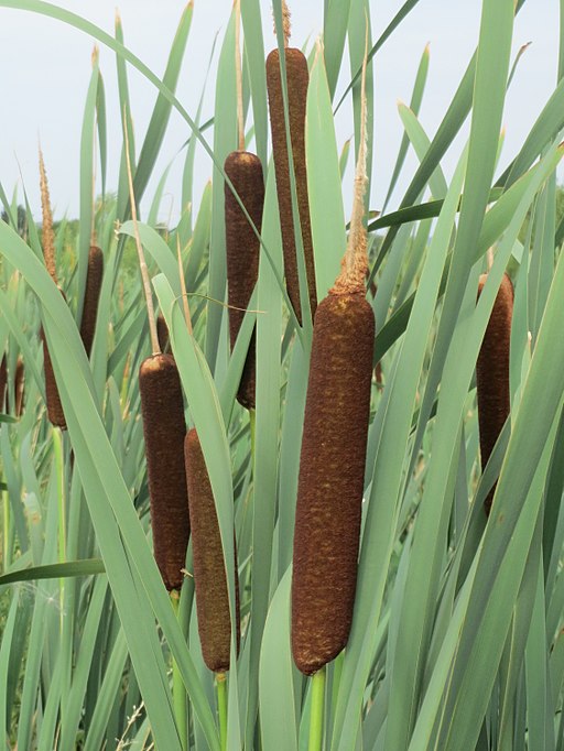 Typha latifolia - Broad-leaved Cat-tail