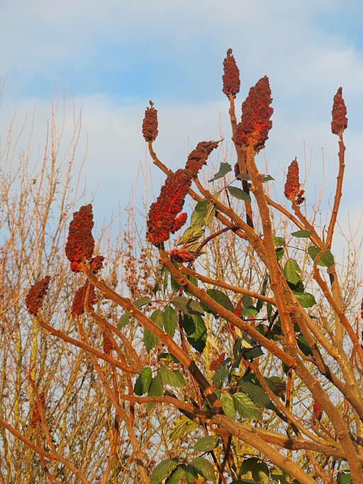 Rhus typhina - Staghorn Sumac