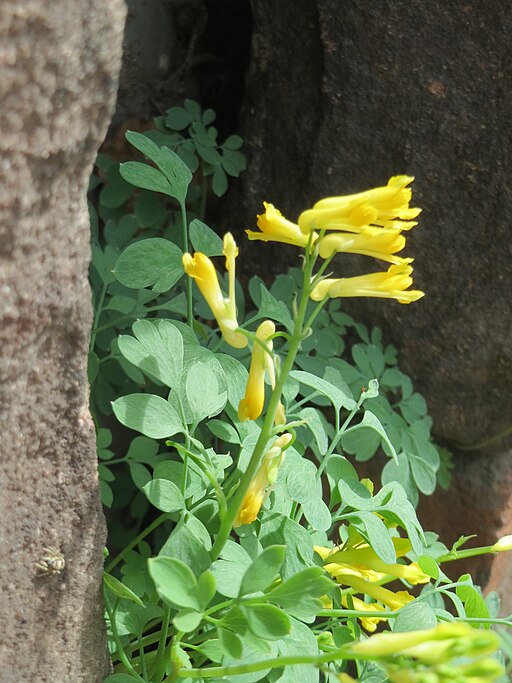 Corydalis lutea - Yellow Fumitory