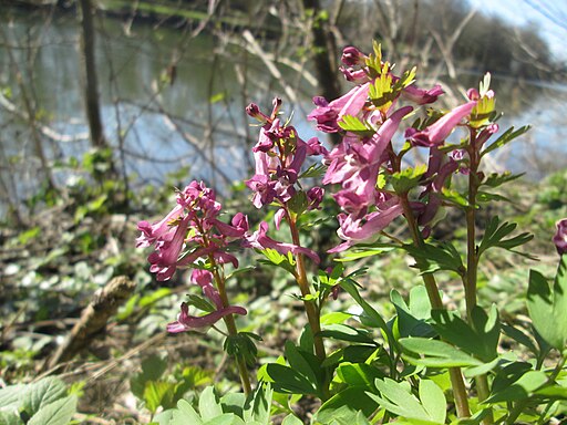 Corydalis solida 'Beth Evans'