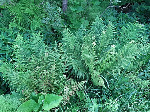 Athyrium filix-femina
