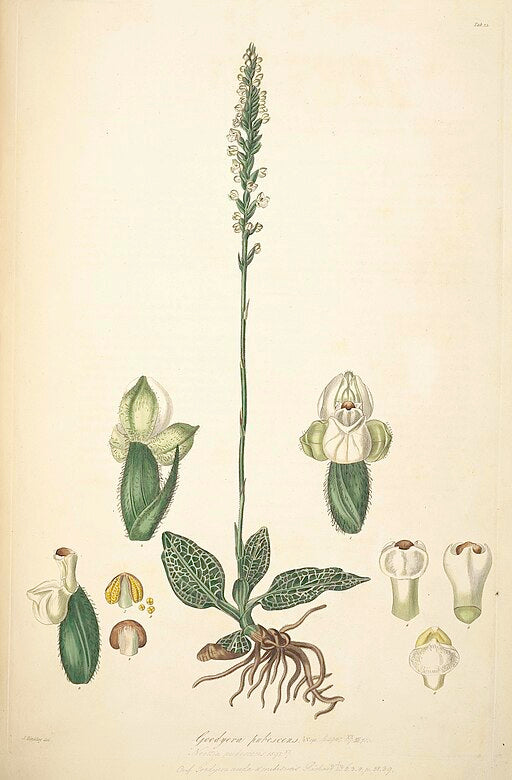 Goodyera pubescens - Downy Rattlesnake Plantain