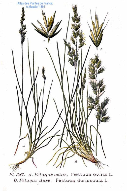 Festuca glauca 'Elijah Blue'