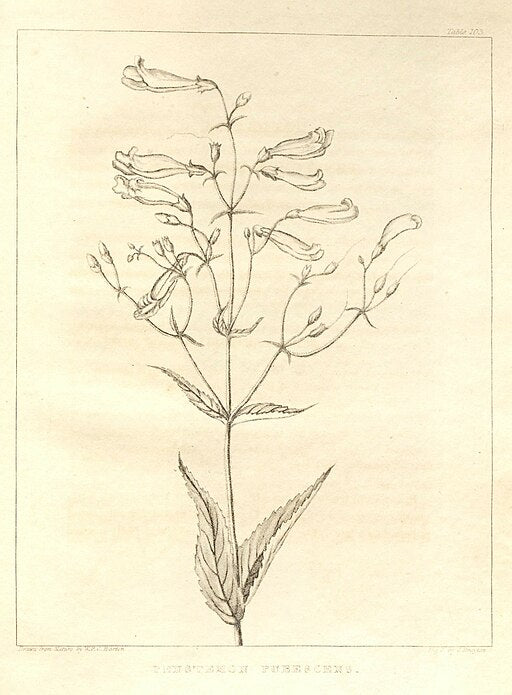 Penstemon hirsutus