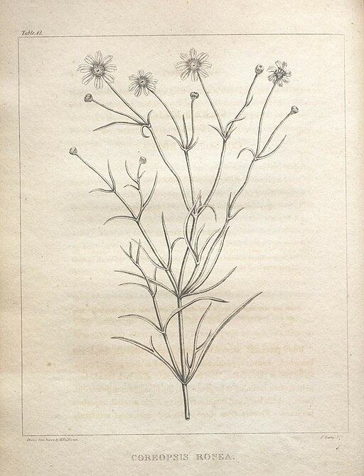 Coreopsis rosea