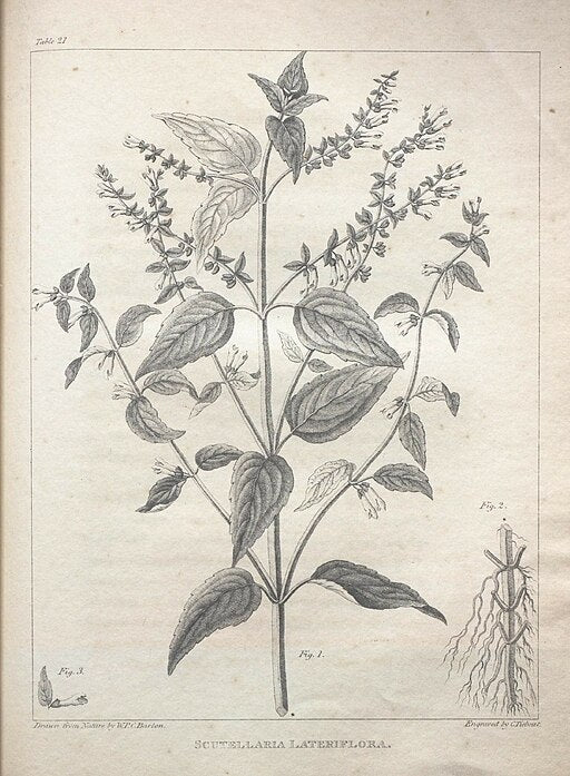 Scutellaria lateriflora - Mad Dog Skullcap