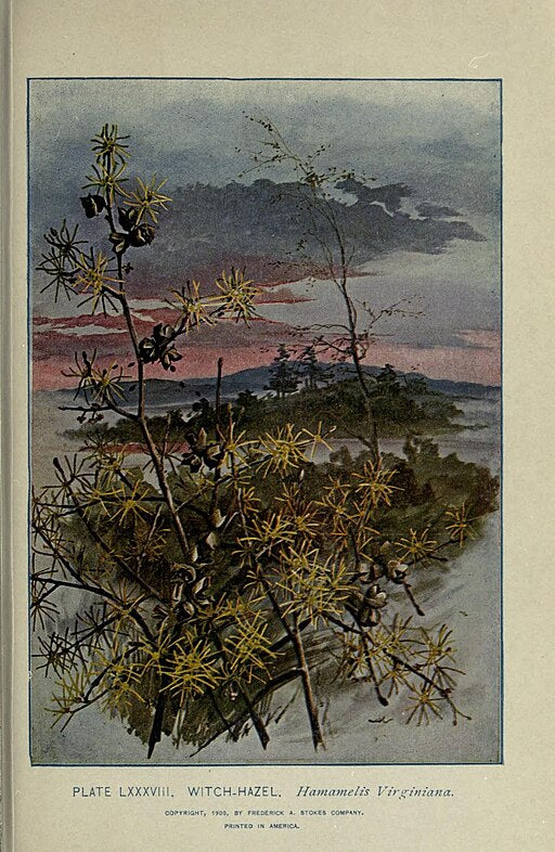 Hamamelis virginiana - Witch Hazel