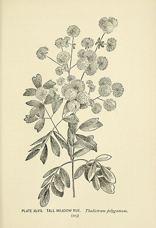 Thalictrum pubescens