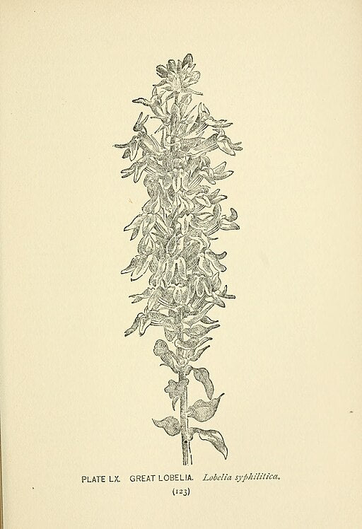 Lobelia siphilitica