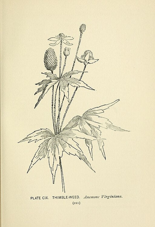 Anemone virginiana