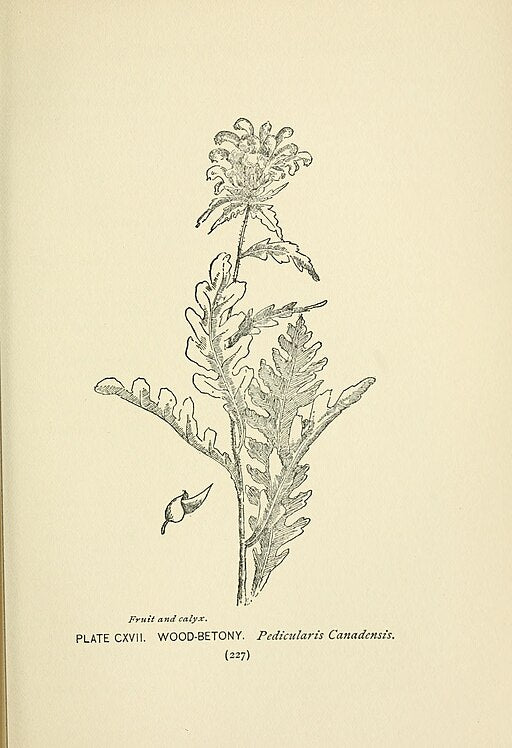 Pedicularis canadensis - Canadian Lousewort