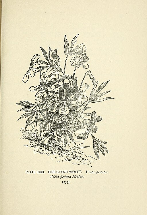 Viola pedata