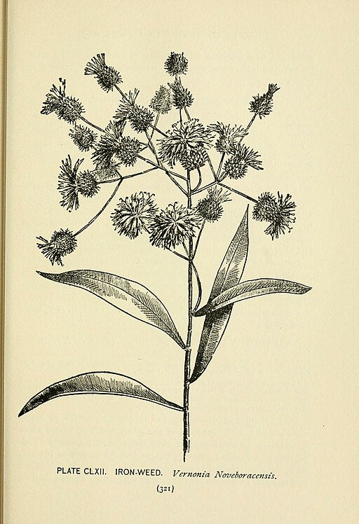 Vernonia noveboracensis - New York Ironweed