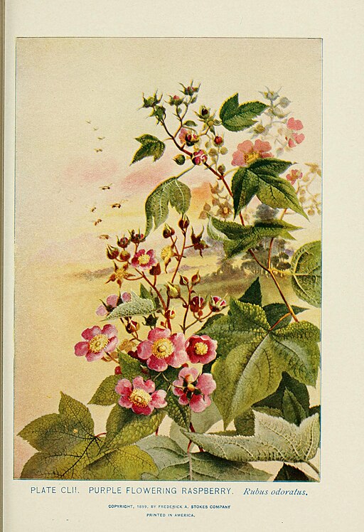 Rubus odoratus