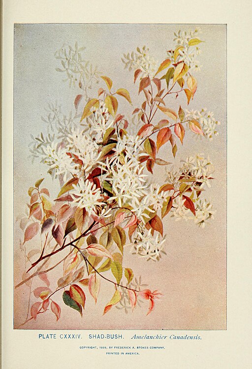 Amelanchier canadensis - Serviceberry