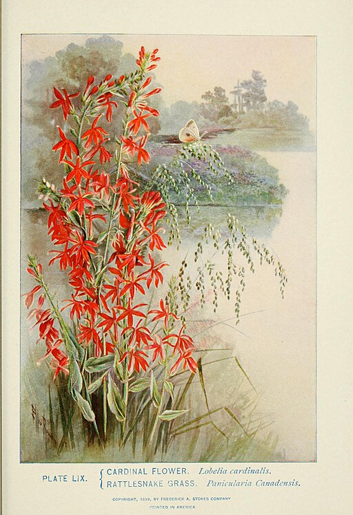 Lobelia cardinalis